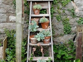 Вертикальное озеленение с помощью садовой лестницы