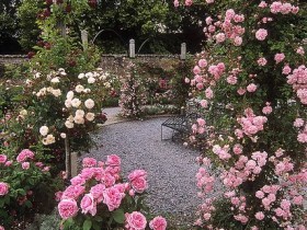 Розы в английском саду