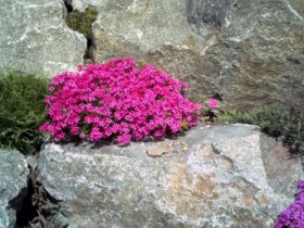 Почвопокровные растения для альпинария