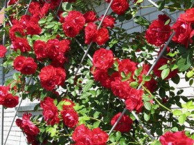 Шпалера с красными розами