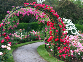 Садовые арки в розах