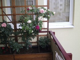 Украшения балкона розами