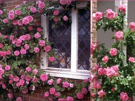 Окно, украшенное розами