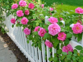 Садовое ограждение в розах