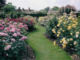 Красивый розарий вдоль сада