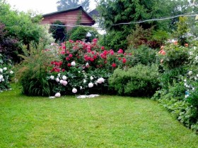 Небольшой розарий в саду