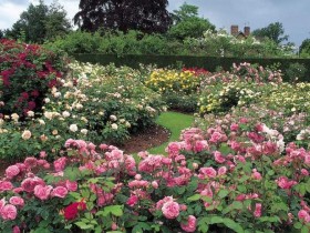 Роскошный английский сад в розах