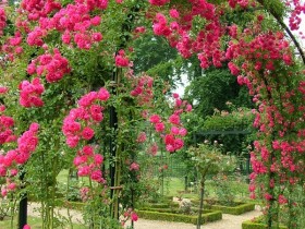 Садовая арка в ярких розах