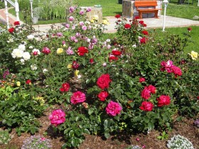 Садовая клумба с розами