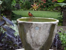 Одновременно садовый фонтан и поилка для птиц