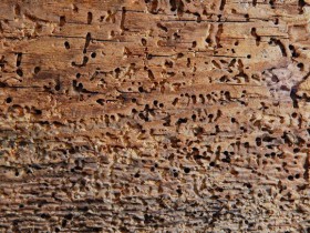 Повреждение древесины насекомыми